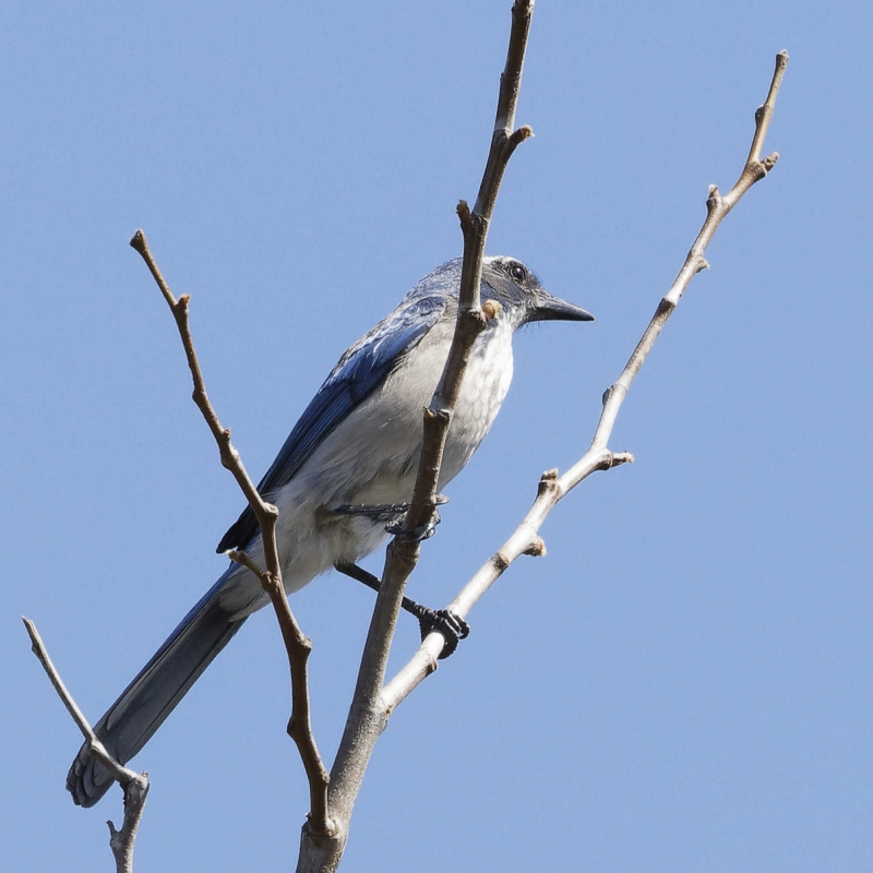 A medium-sized bird with blue wings and head and a pale gray belly perched on the end of a tree branch bare except for buds