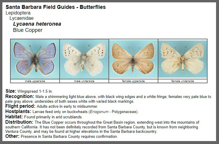 A detailed series of photos and text with butterfly information as an example of the Santa Barbara Butterflies site