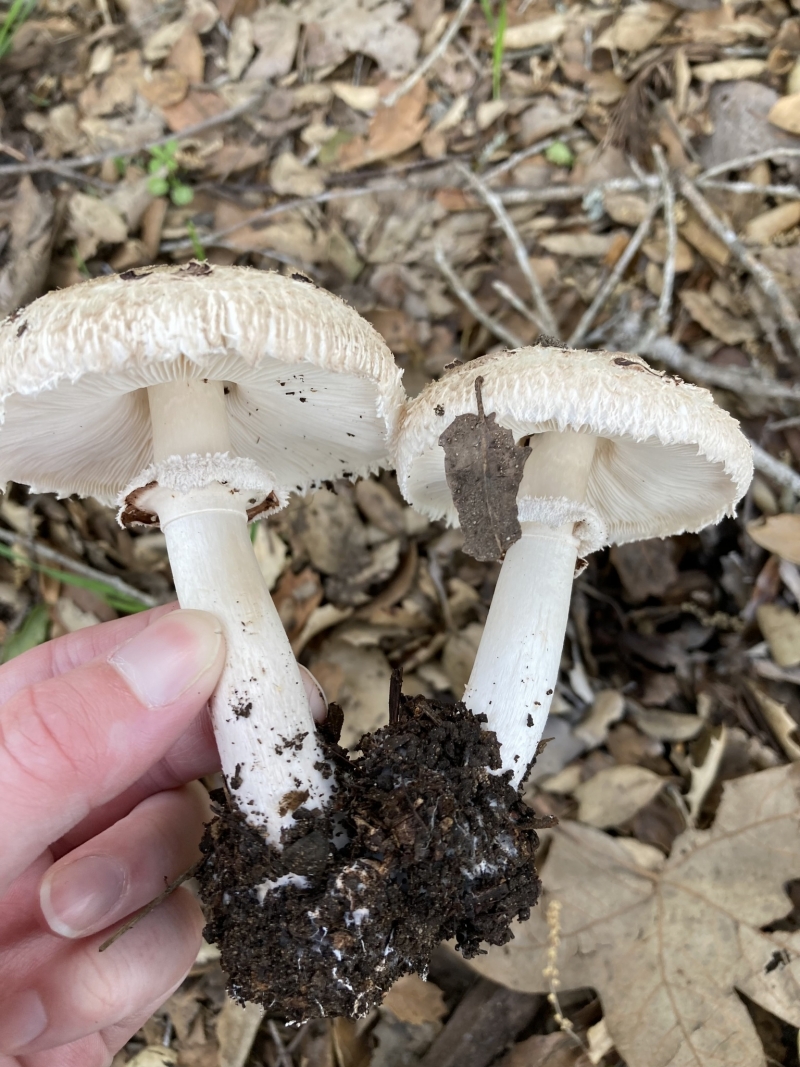 A hand holding two long white gilled mushrooms, attached at their bases, over a leaf-littered forest floor. 