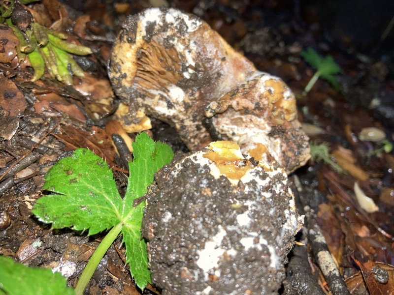 A flash photo of a misshapen pale orangish-brown mushroom laying in wood chips and leaf litter, with the thick stalk of the mushroom closer to the camera than the cap. The whole mushroom is covered in white mold and soil. 