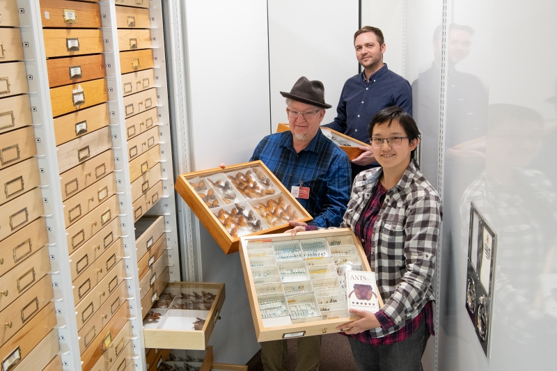 Clockwise from top: Gimmel, Research Associate Elaine Tan, Volunteer Malcolm Tuffnell in the Entomology Collections