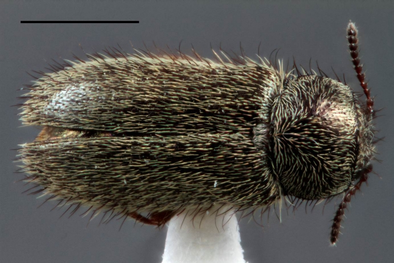 Trichochrous sordidus (LeConte) (Melyridae: Dasytinae). Scale bar = 1 mm. Photo by Lucie Gimmel