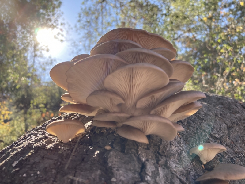 A low-angle photo of a clump of brown oyster mushrooms fruiting from the trunk of a downed tree, standing out against the sky and the trees that rise above it. The sun creates a lens flare.