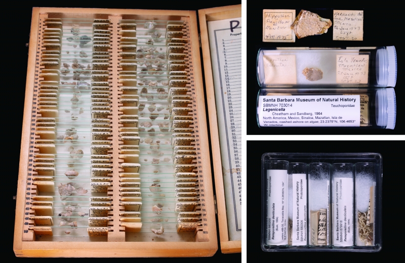 At left, an old wooden box with many small slides fitting snugly inside, their labels obscured. At right, slides in individual tubes with labels showing.