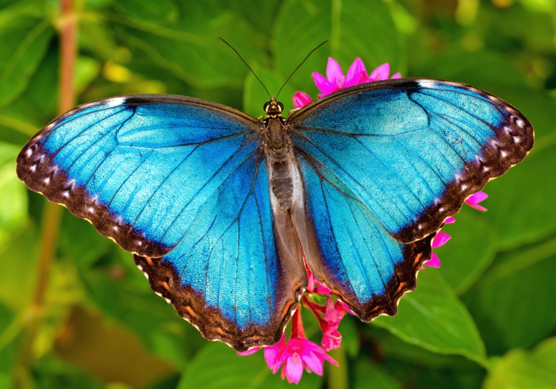 Butterflies Alive! Blue Morpho