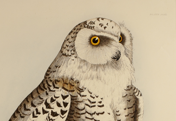 A Parliament of Owls | Santa Barbara Museum of Natural History