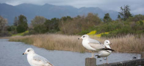 Winter Bird Count for Kids with S.B. Audubon Society