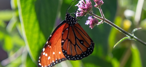 Butterfly Alive! Early Closure
