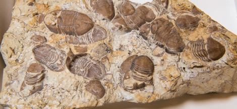 Dino Days: UCSB Paleontologist Dr. Daniel Luna