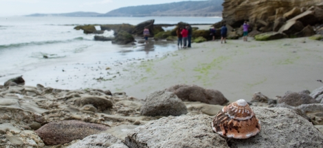 Coastal Cleanup Month 2020