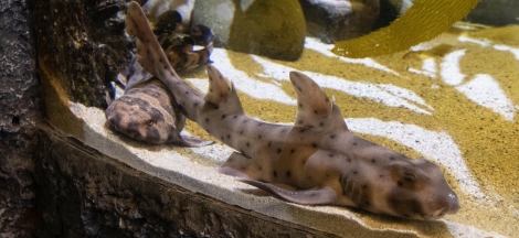 Shark Sundays