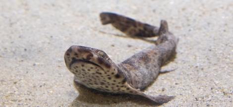 Shark Sunday