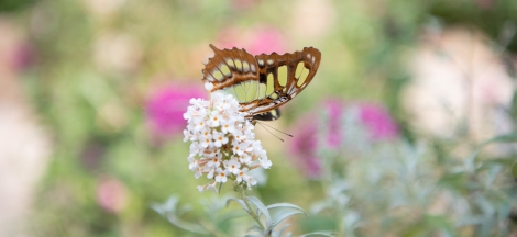Last Day of Butterflies Alive!