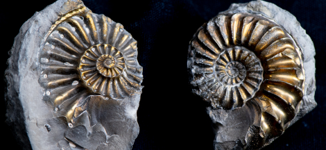 National Fossil Day - National Earth Science Week
