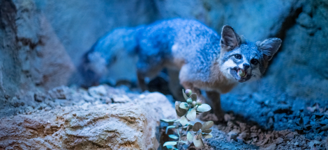 Museum Closing Early for Special Event