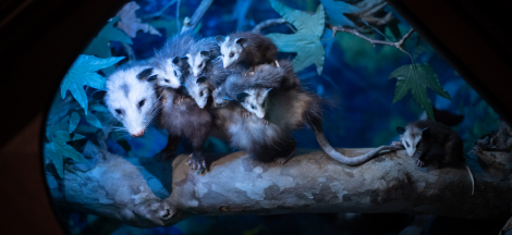 Howls & Owls: The Case of the Missing Morsels