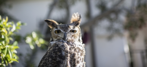 Eyes in the Sky - Live Birds of Prey
