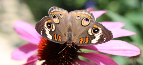 Butterflies Alive! Early Closure