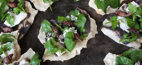 Cooking with Insects – Culinary & Folk Arts of Oaxaca