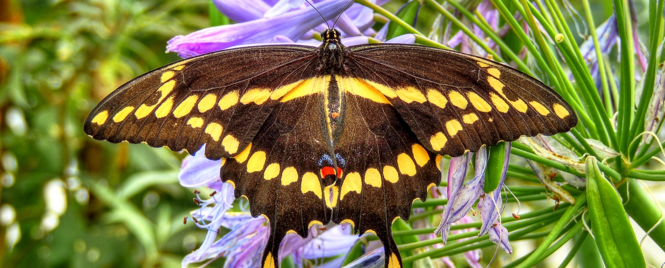 Butterflies Alive! Exhibit Opening Santa Barbara Museum of Natural