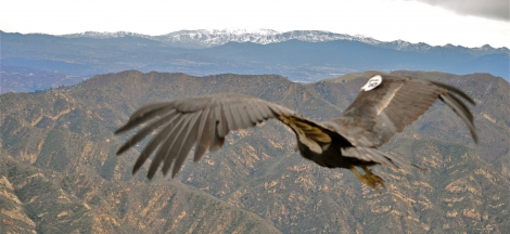 Santa Barbara Audubon Society Presents: The Condor in Captivity - Breeding a Species on the Edge