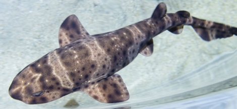 Shark Sundays
