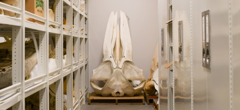 Dino Days: Marine Mammals with Paleopathologist Howell Thomas