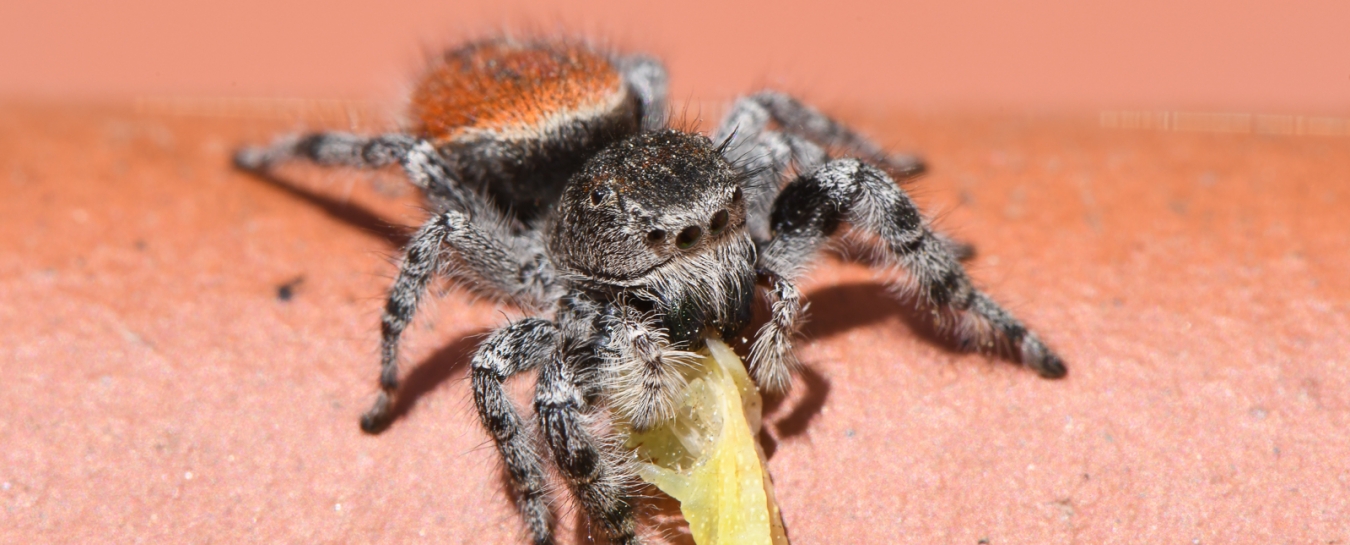 Jumping Spider Identification & Behavior