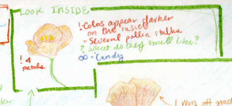 Drop-in Nature Journaling: Birds, Blooms, and Bugs!