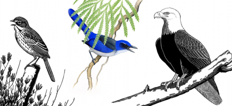Birds of California’s Channel Islands