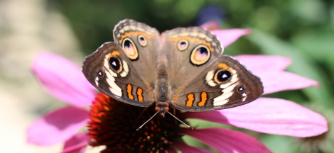 Butterflies Alive! Early Closure